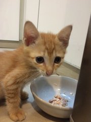 Ginger Baby - Domestic Short Hair Cat