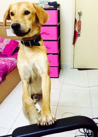 Inno - Mixed Breed Dog