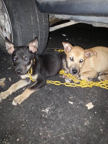 Blackie And Brownie - Mixed Breed Dog