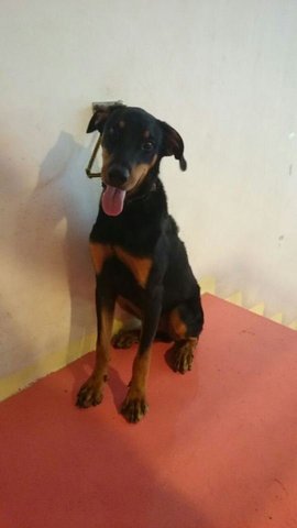 Jacky 1 - Doberman Pinscher Dog