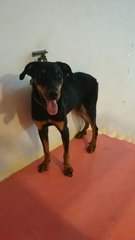 Jacky 1 - Doberman Pinscher Dog