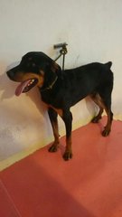 Jacky 1 - Doberman Pinscher Dog