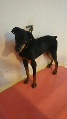 Jacky 1 - Doberman Pinscher Dog