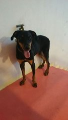 Jacky 1 - Doberman Pinscher Dog