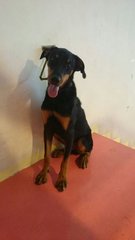 Jacky 1 - Doberman Pinscher Dog