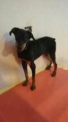 Jacky 1 - Doberman Pinscher Dog