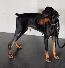 Buddy  - Doberman Pinscher Dog