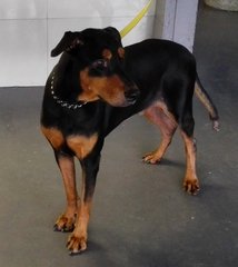 Poppy Mix - Doberman Pinscher + Rottweiler Dog