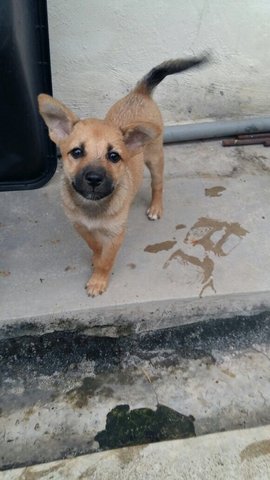 Smart Pup  - Mixed Breed Dog