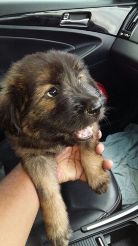 Big Breed Pup - Mixed Breed Dog