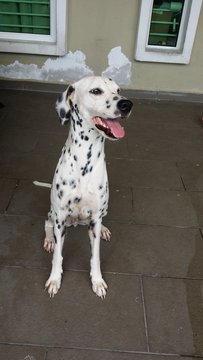 Hailey - Dalmatian Dog