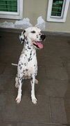 Hailey - Dalmatian Dog