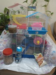 Roborovski Family - Roborovsky's Hamster Hamster