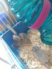 Roborovski Family - Roborovsky's Hamster Hamster