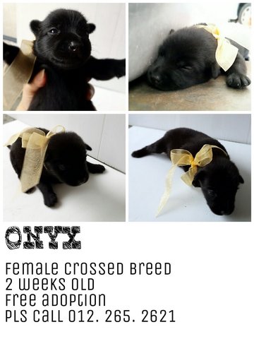 Onyx - Mixed Breed Dog