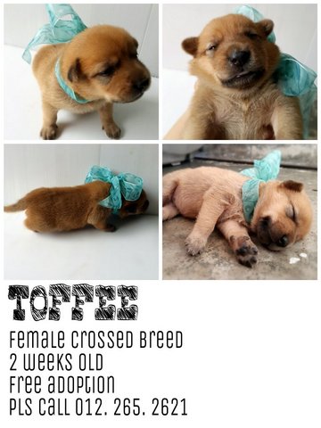 Toffee - Mixed Breed Dog