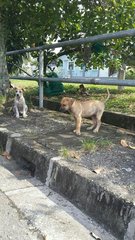 Puppies - Mixed Breed Dog