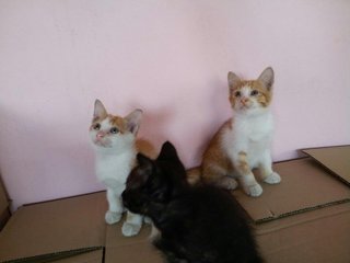 3 Loving Kittens - Domestic Short Hair Cat