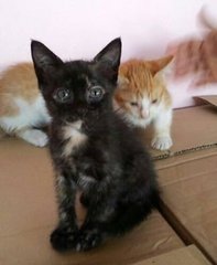 3 Loving Kittens - Domestic Short Hair Cat