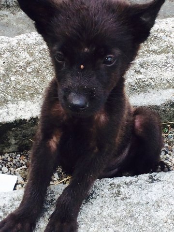 Rare Wolf Look Alike Pups - Mixed Breed Dog