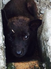 Rare Wolf Look Alike Pups - Mixed Breed Dog