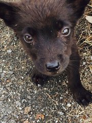 Rare Wolf Look Alike Pups - Mixed Breed Dog