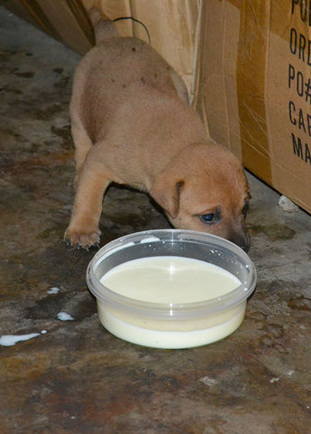 2 Puppies - Mixed Breed Dog