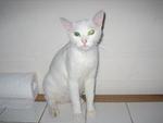 Lola @ Puteh - Domestic Short Hair Cat