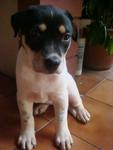 Ruby - Mixed Breed Dog