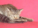 Brown - Tabby Cat