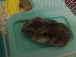 Ipin - Short Dwarf Hamster Hamster