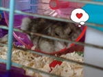 Ipin - Short Dwarf Hamster Hamster