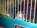 Ipin - Short Dwarf Hamster Hamster