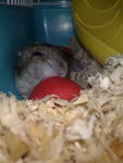 Ipin - Short Dwarf Hamster Hamster