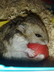 Ipin - Short Dwarf Hamster Hamster