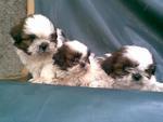 Tricolor Shihtzu Puppies - Shih Tzu Dog