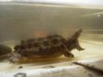 Alligator Snapping Turtle - Turtle Reptile