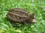 Alligator Snapping Turtle - Turtle Reptile