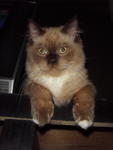 Totoy - Persian + Applehead Siamese Cat