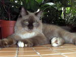 Totoy - Persian + Applehead Siamese Cat