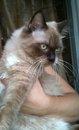 Totoy - Persian + Applehead Siamese Cat