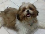 Bing Bing - Shih Tzu Dog