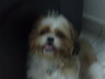 Bing Bing - Shih Tzu Dog