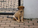 Lucky - Mixed Breed Dog