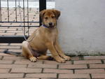 Lucky - Mixed Breed Dog