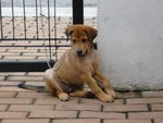 Lucky - Mixed Breed Dog