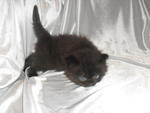 Baby Kitten For Sale!!!!!!!! - Persian + Oriental Long Hair Cat