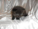 Baby Kitten For Sale!!!!!!!! - Persian + Oriental Long Hair Cat