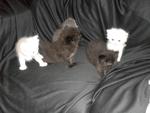 Baby Kitten For Sale!!!!!!!! - Persian + Oriental Long Hair Cat