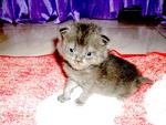 Baby Kitten For Sale!!!!!!!! - Persian + Oriental Long Hair Cat